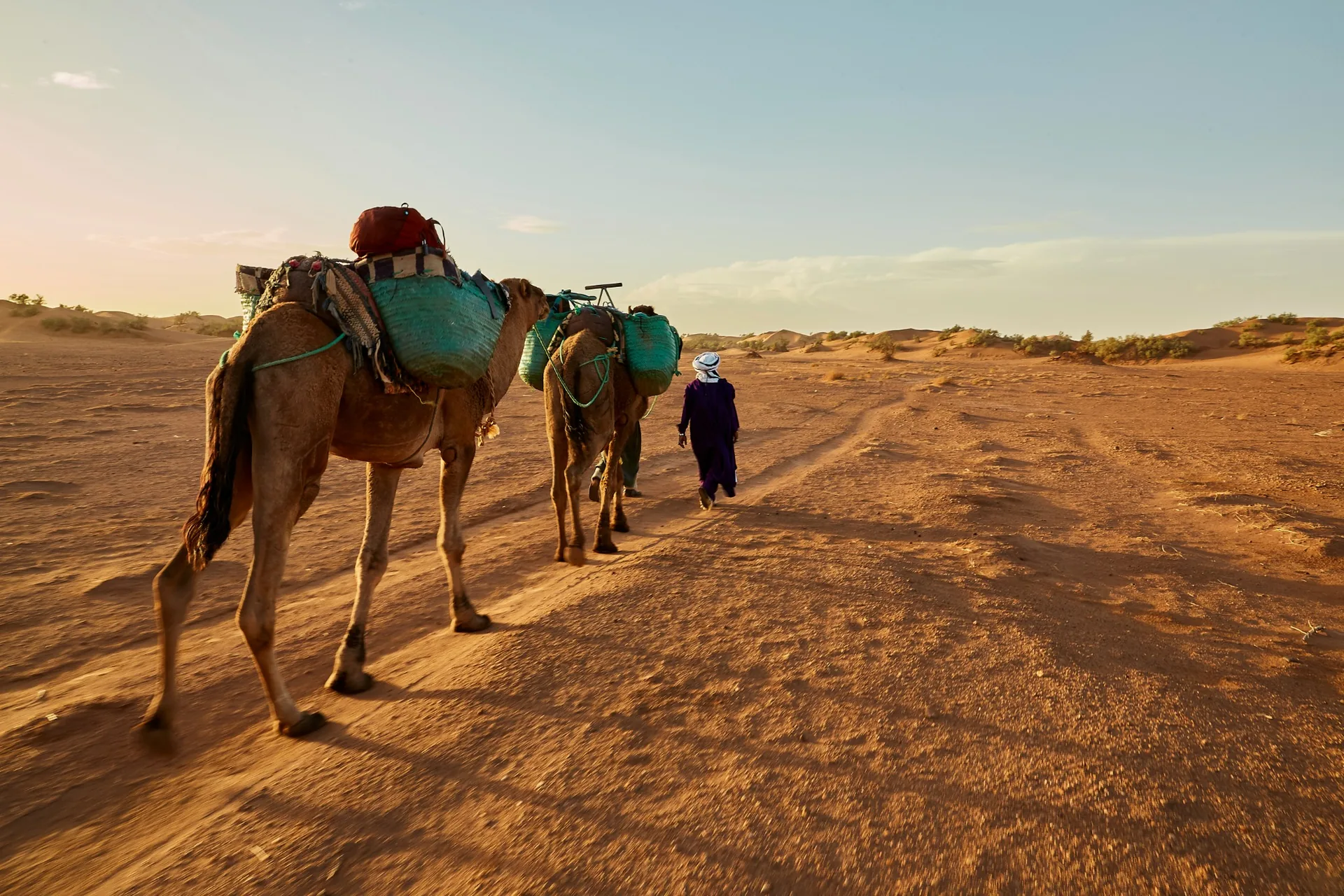 Camel caravan following a Sahara desert trail