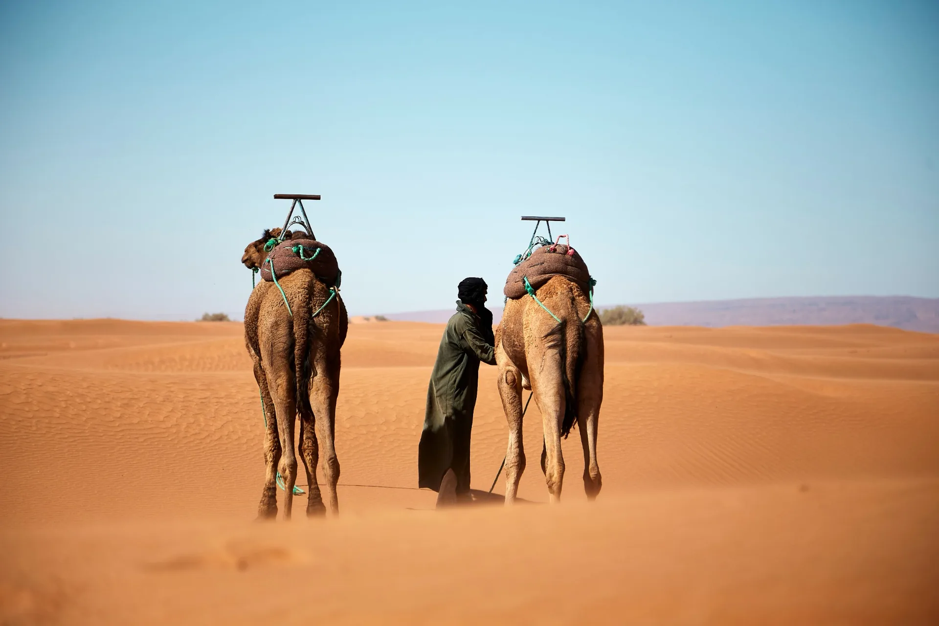 Local desert guide standing with two camels in the Sahara